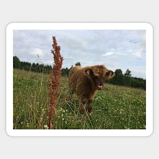 Scottish Highland Cattle Calf 1475 Sticker